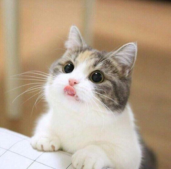 ผู้พัฒนา